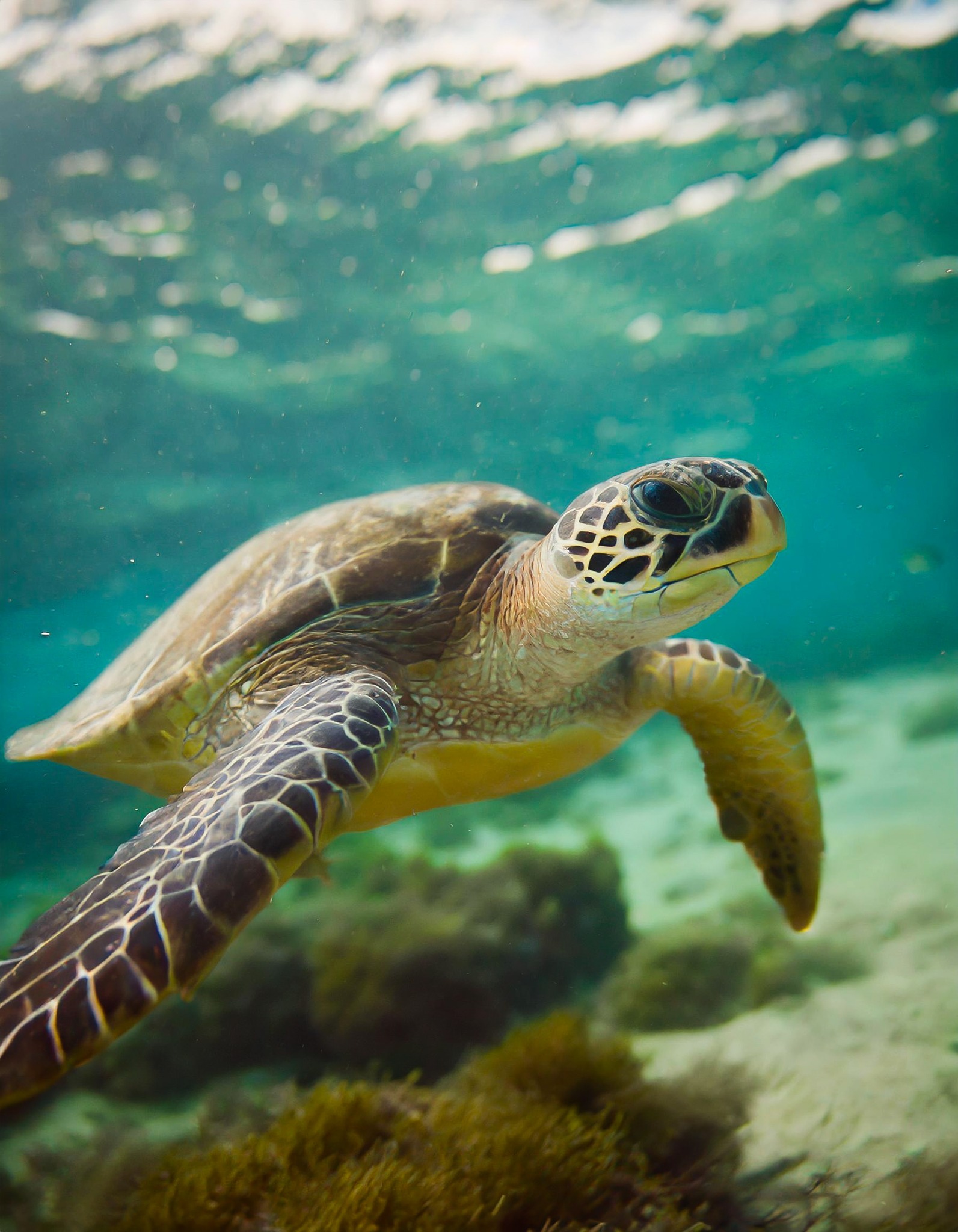 Swimming with turtles in Akumal