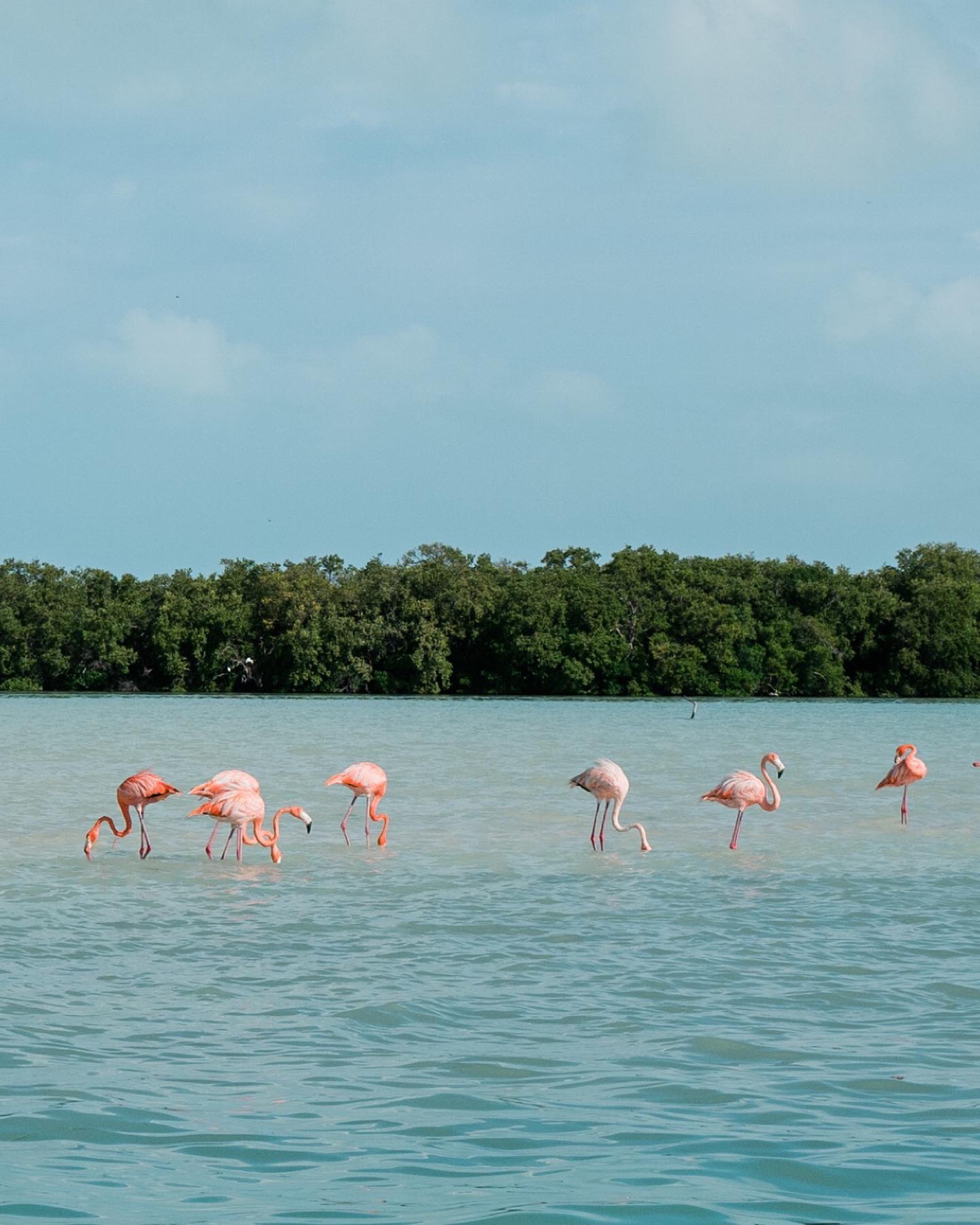 Flamingo
