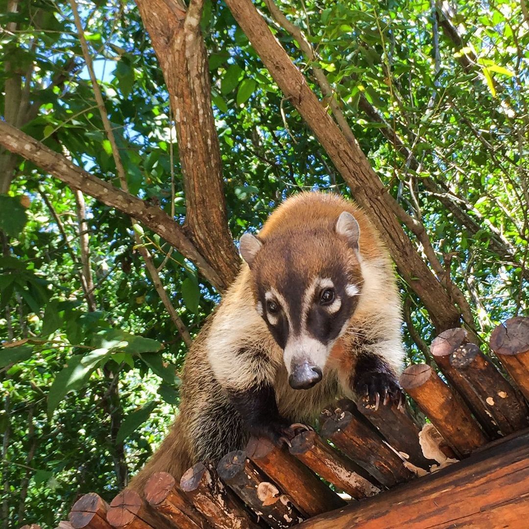 Coatí