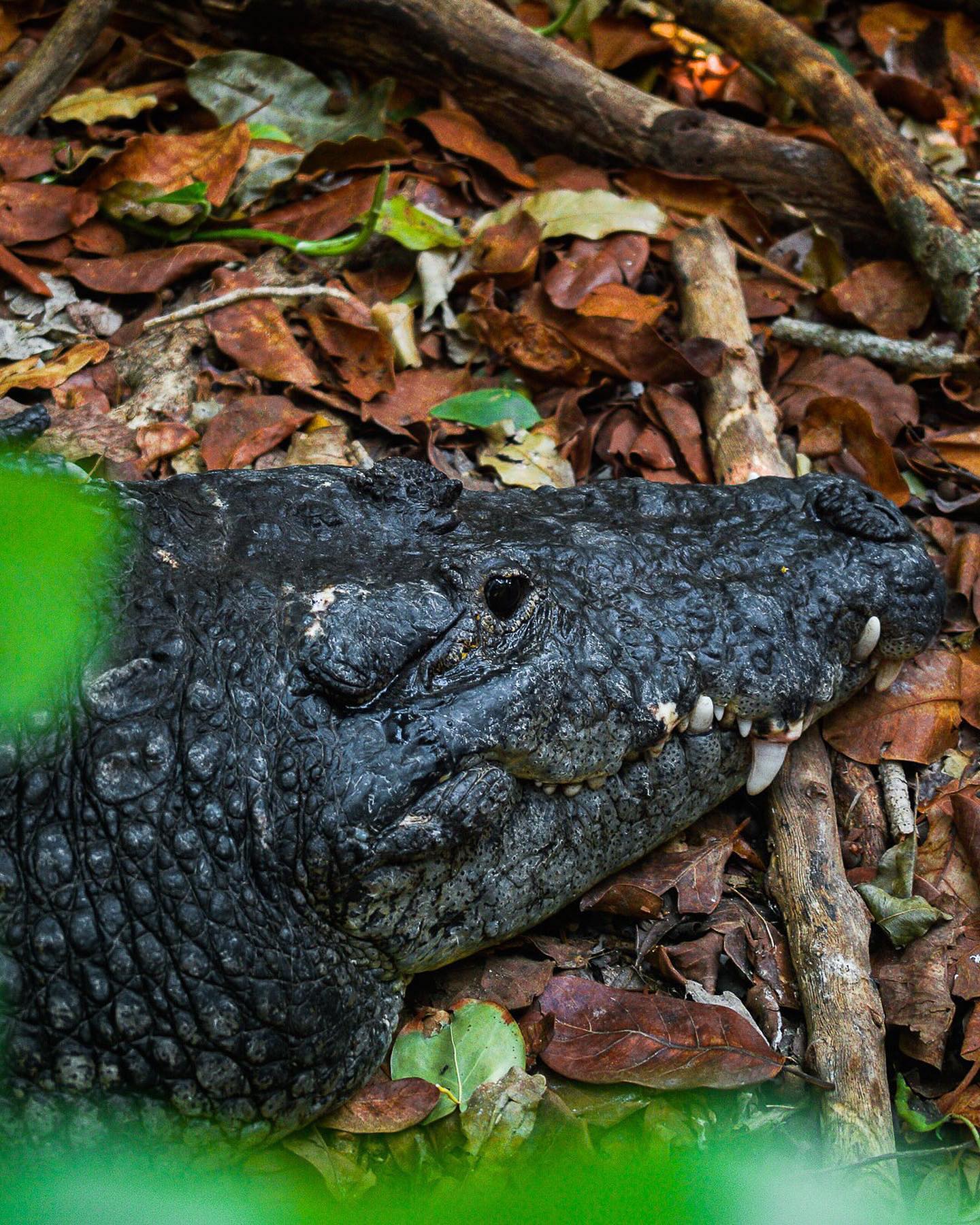 American Crocodile