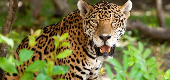 Jaguar