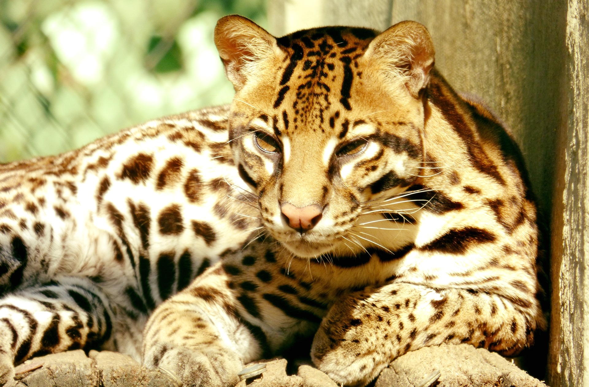 Ocelot