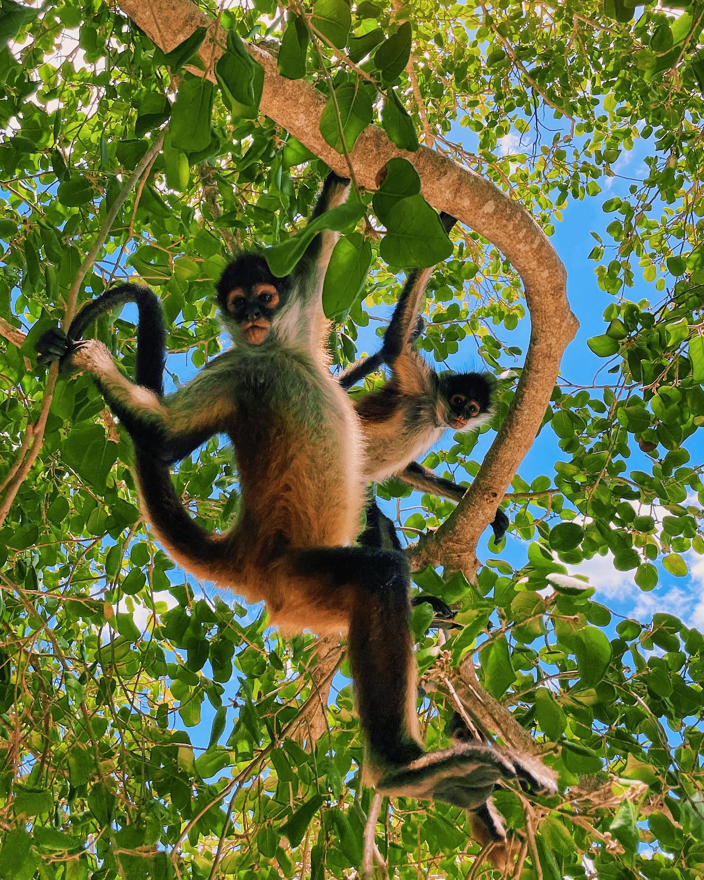 Spider  Monkey