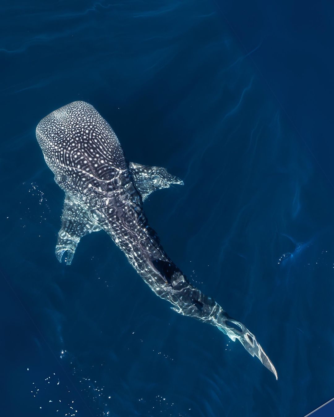 whale shark
