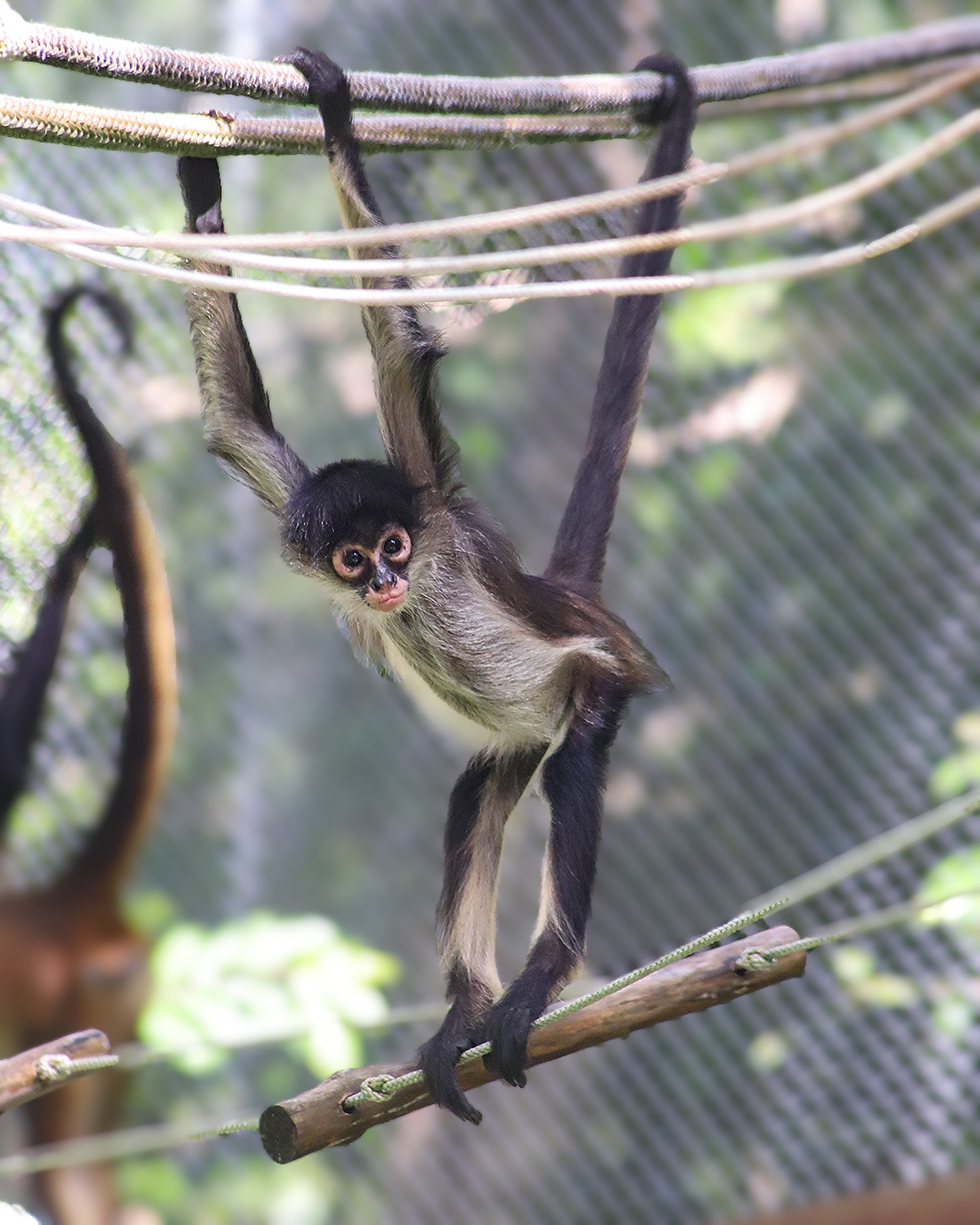Akumal Monkey Sanctuary
