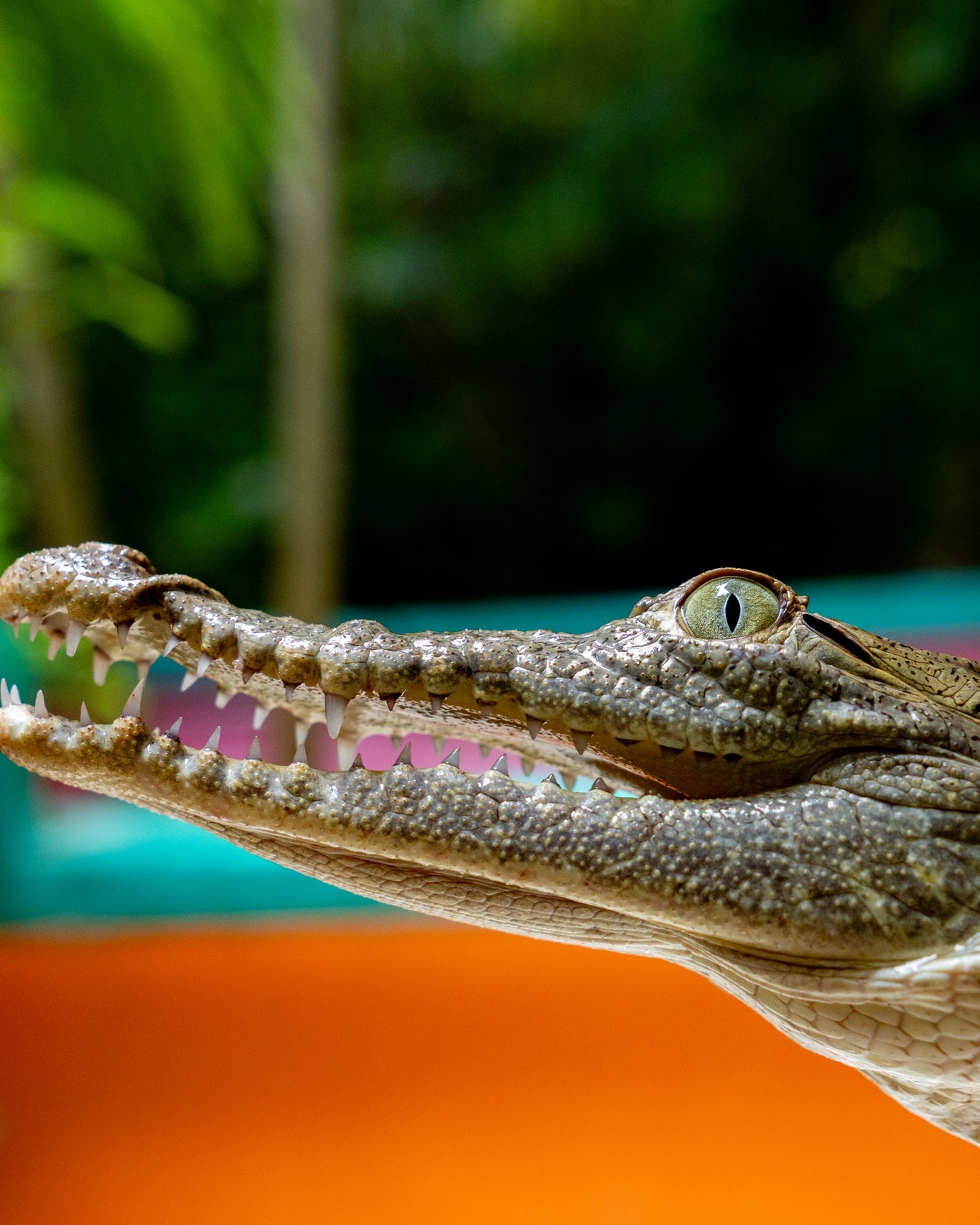 Croco cun Zoo
