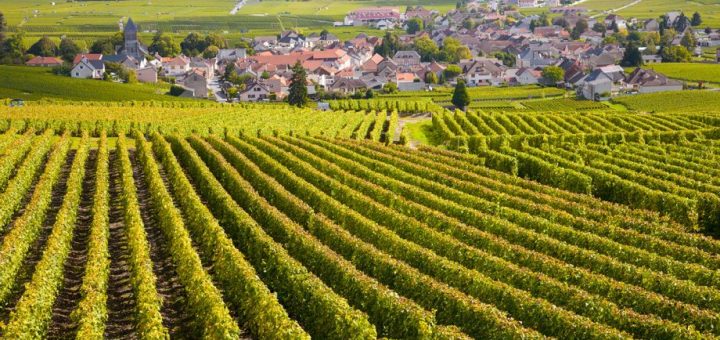 Visit Bordeaux in Fall