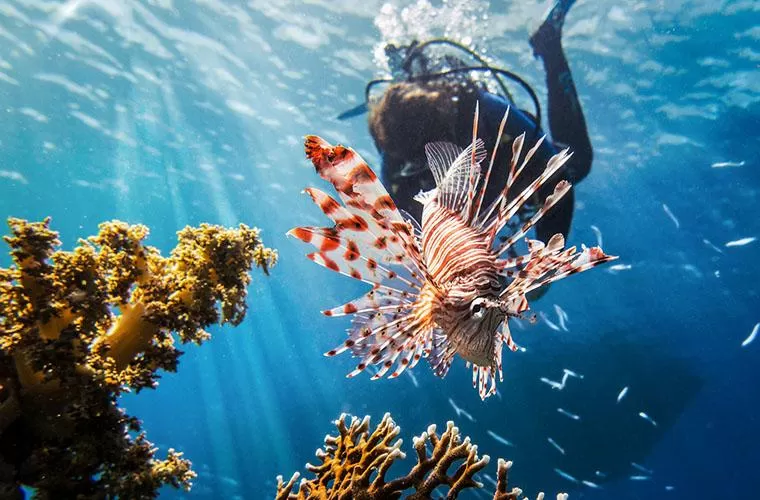 Diving Spots in Punta Cana