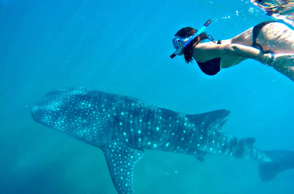 Swim with Whale Sharks
