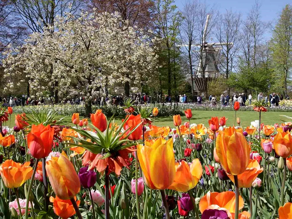 Keukenhof