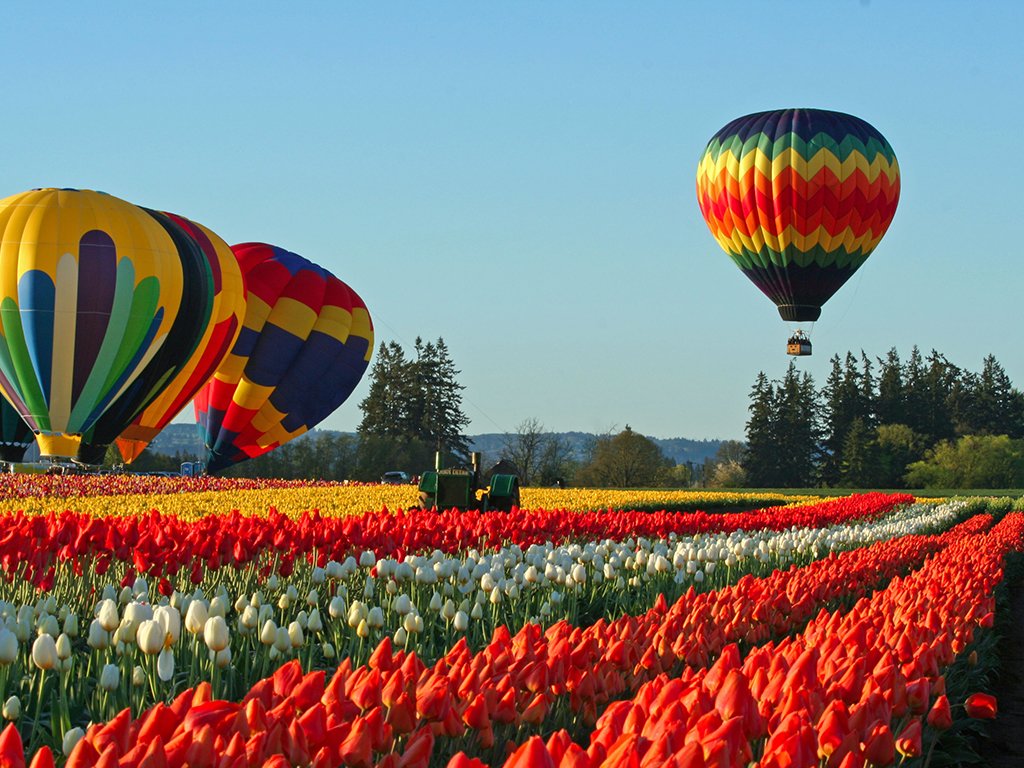 The Tulip Festival